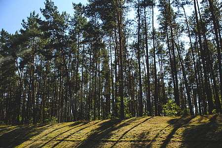 Shadow of the forest thumbnail