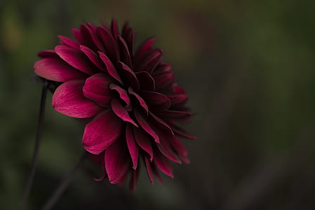 shallow focus photo of pink petal flower thumbnail
