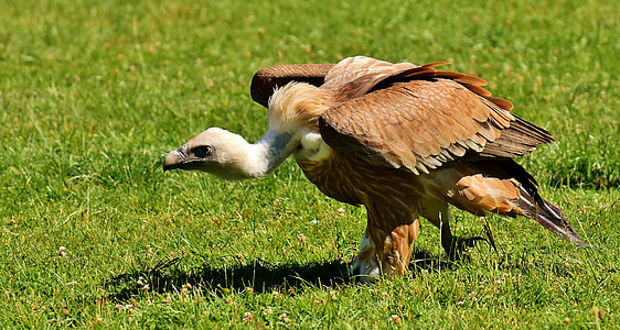 brown and white vulture standing on green grass at daytime thumbnail