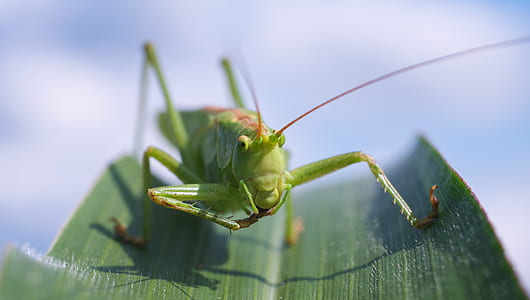 green grasshopper above green leaf closeup photography thumbnail