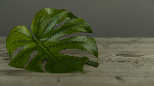 green leaf on table thumbnail