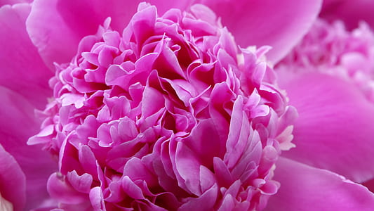 selective focus photography of pink flower thumbnail