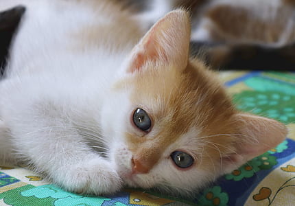 orange and white kitten on green textile thumbnail