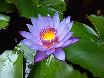 photo of purple petaled flower thumbnail