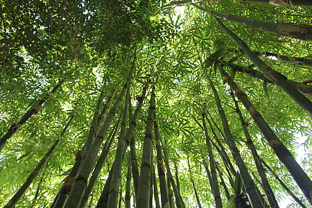 worm's eye view photography of bamboo trees during daytime thumbnail