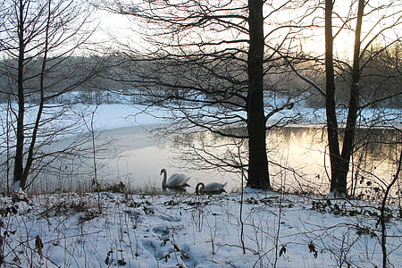 two swans on lake thumbnail