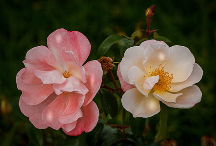 two white and pink multi-petaled flowers in closeup photography thumbnail