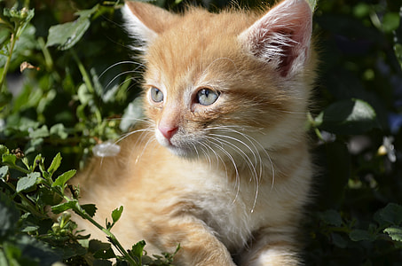 orange tabby kitten on green leafed plants thumbnail