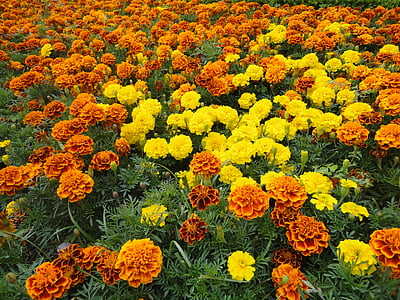 orange and yellow flowers thumbnail