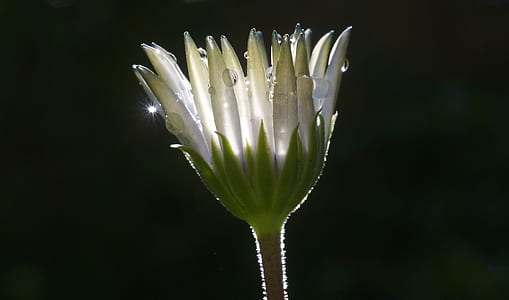 white flower with water droplets thumbnail