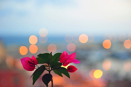 pink bougainvilleas macro photography thumbnail