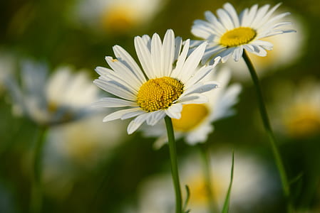 two white daisy flowers thumbnail