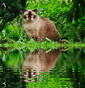 long-haired brown cat beside body of water thumbnail