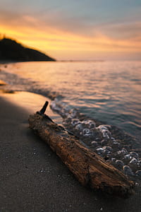 tree trunk beside seashore thumbnail
