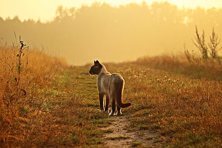 brown cat under cloudy sky thumbnail