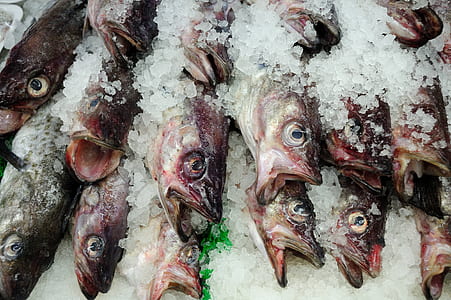 edible fish filled with ice cubes thumbnail