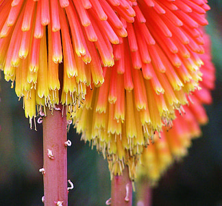 selective focus photography of pink-and-yellow aloe flowers thumbnail