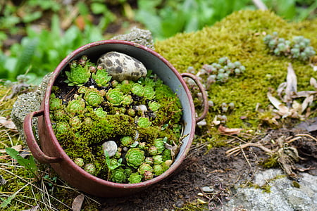 succulent plant on brown dish casserole thumbnail