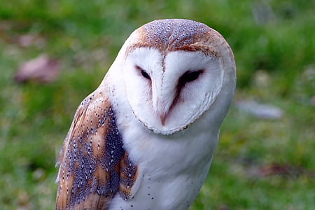 tilt-shift lens photography of barn owl thumbnail
