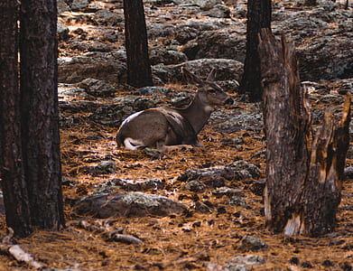 gray deer on brown surface thumbnail
