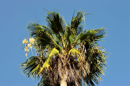 nature, sky, leaves, tropical thumbnail