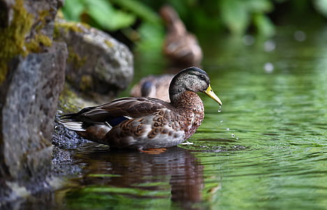 brown and gray duck on body of water thumbnail