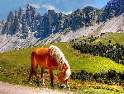 brown and white horse on grass lawn near mountain thumbnail