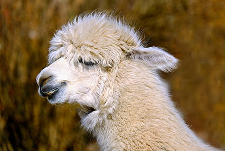 white alpaca thumbnail