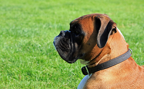 adult fawn boxer lying down outdoor thumbnail