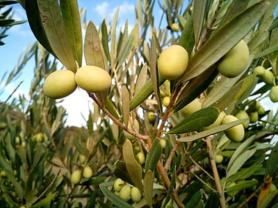 closeup photo of oval green fruit thumbnail