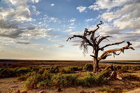 Bare Tree thumbnail