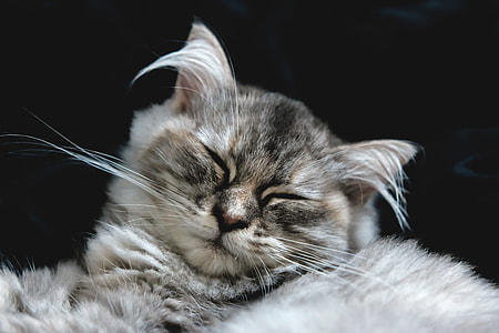 silver tabby cat thumbnail