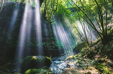 forest with body of water during daytime thumbnail