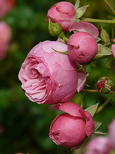 pink rose flowers thumbnail