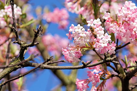selective focus photography of pink flowers thumbnail