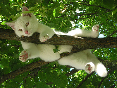 white cat hanged on tree photography during daytime thumbnail