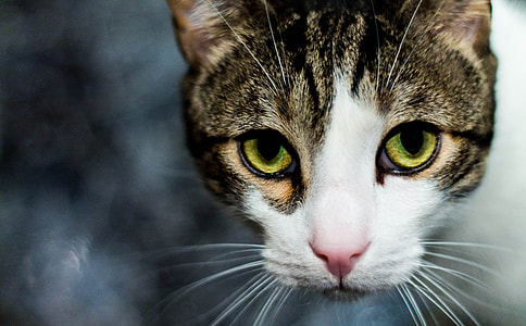 focus photo of brown and white cat with gray background thumbnail