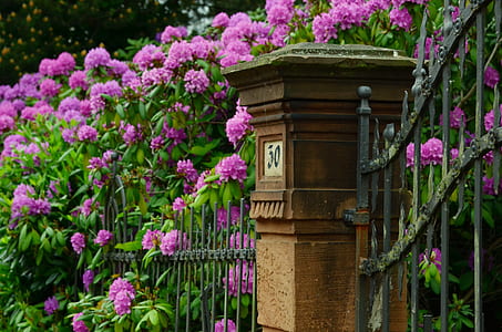 purple petaled flowers thumbnail