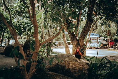Black and Brown Asil Chicken Standing on Brown Stone Fragment thumbnail