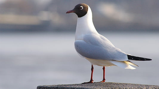 selective-focus photography of white and black bird perching on gray concrete post during daytime thumbnail