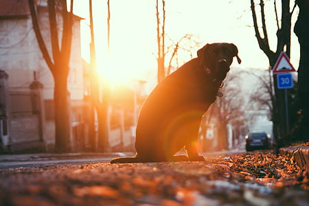 adult black Labrador retriever sitting on ground at golden hour thumbnail