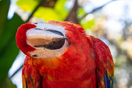 Selective Focus Photography Of Scarlet Macaw thumbnail