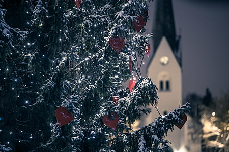 shallow focus photography of tree leaf with snow thumbnail