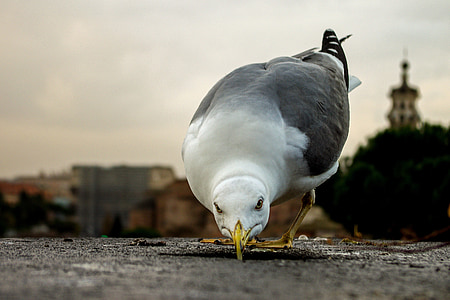selective focus photo of gray and white bird preaching concrete ground thumbnail