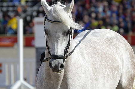 shallow focus photography of white horse thumbnail