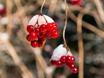 macro photography of red cherries thumbnail