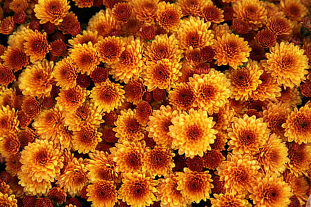 yellow-and-orange petaled flowers thumbnail