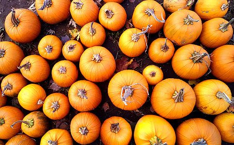 fill the frame photography of pumpkins thumbnail