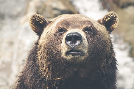 bear portrait photograph thumbnail