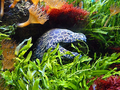 blue and white fish thumbnail